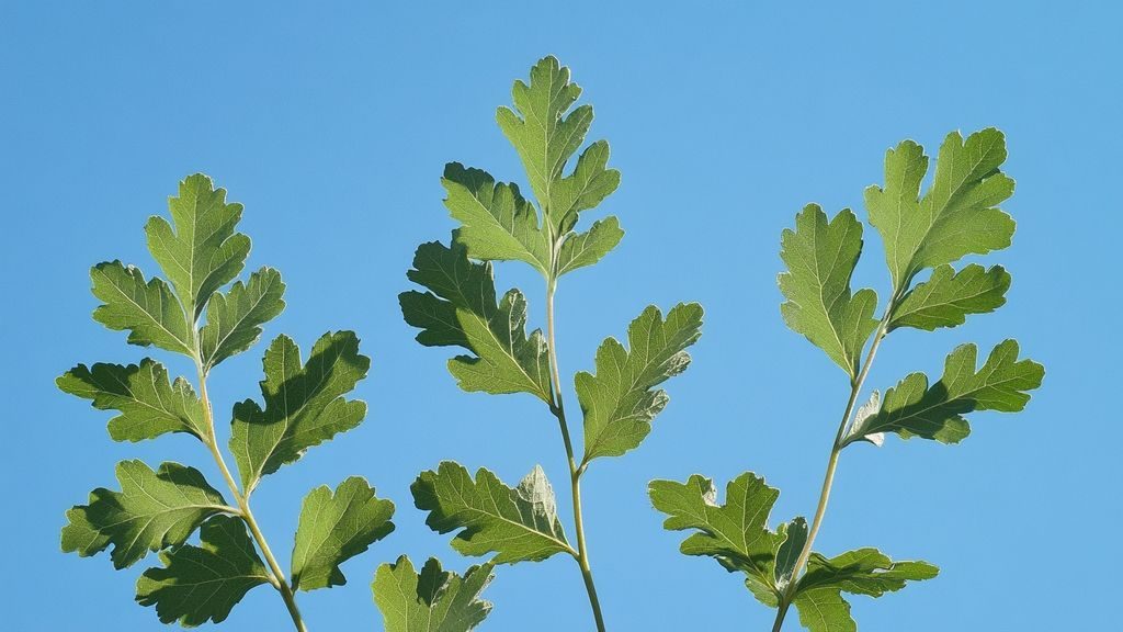 Comment reconnaître Ustilago maydis dans la nature et éviter la confusion avec d'autres espèces ?