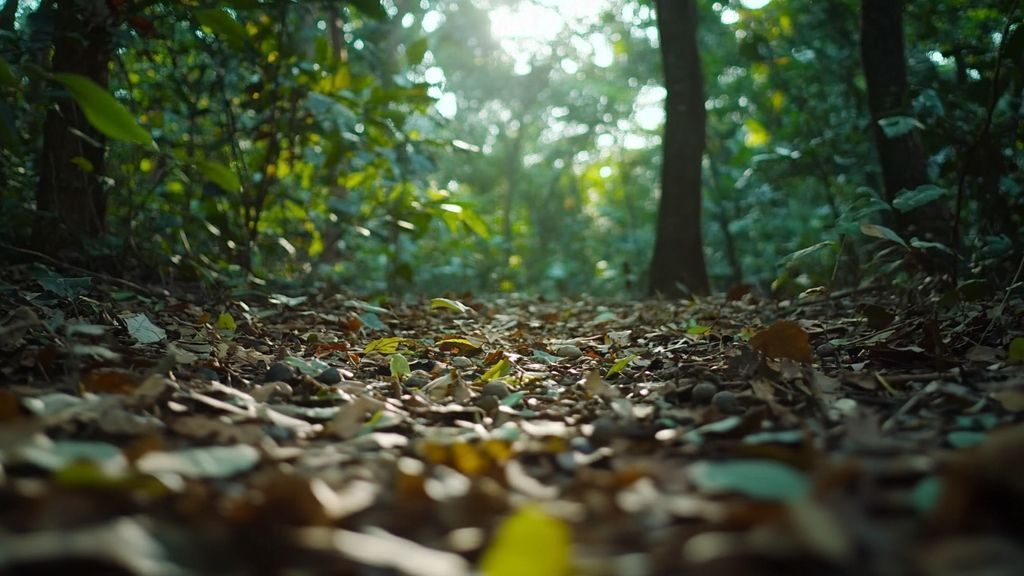 Comment reconnaître tuber melanosporum dans son environnement naturel