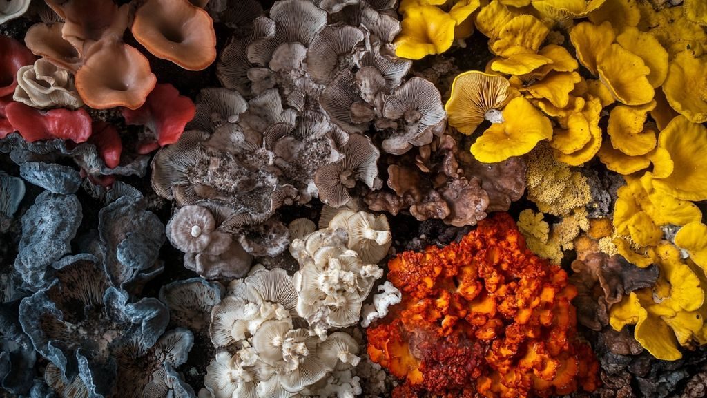 Pourquoi armillaria mellea fascine-t-elle autant les passionnés de champignons ?