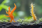 Cordyceps militaire