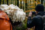 Hericium coralloides