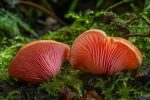 Lactarius rufus