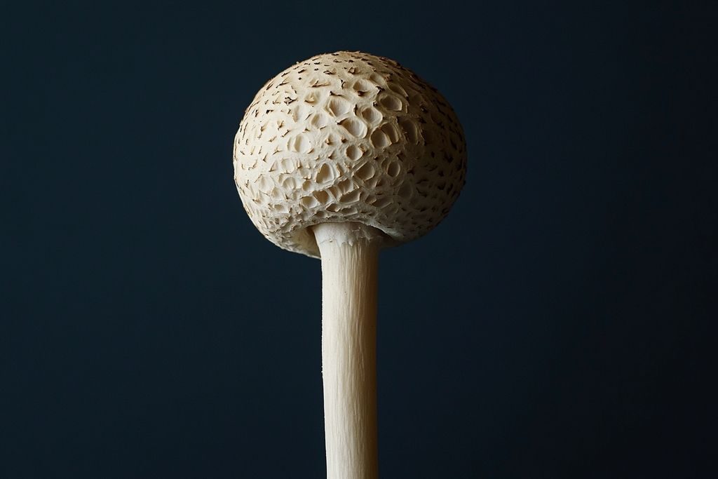 Macrocystidia du concombre